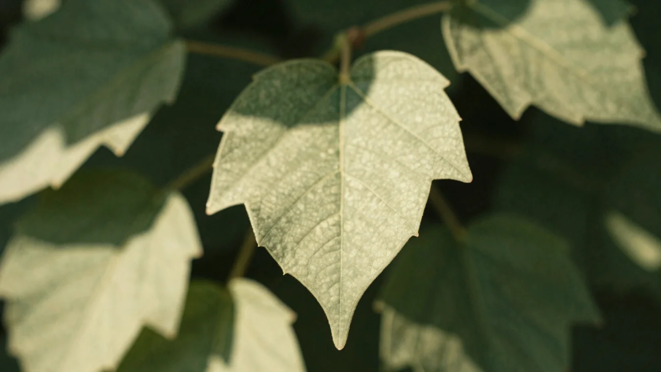 Macro shot of green leaves with filtered sunlight and botanical s